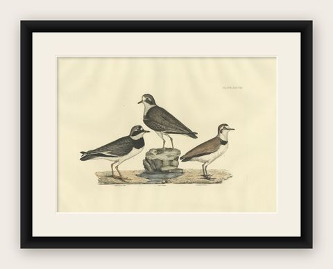 Large Engravings of Plovers in Contrast - Age and Species, 1826, shown framed
