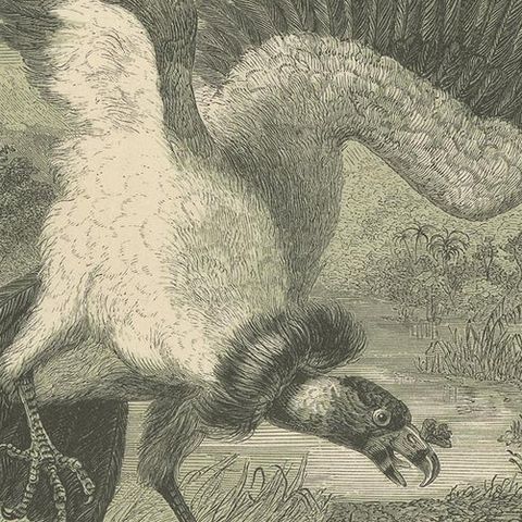 Antique Bird Print of the King Vulture, '1853', close-up 2