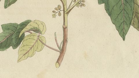Poison Ivy and Poison Sumac, Antique Bertuch Print, circa 1805, close-up 2