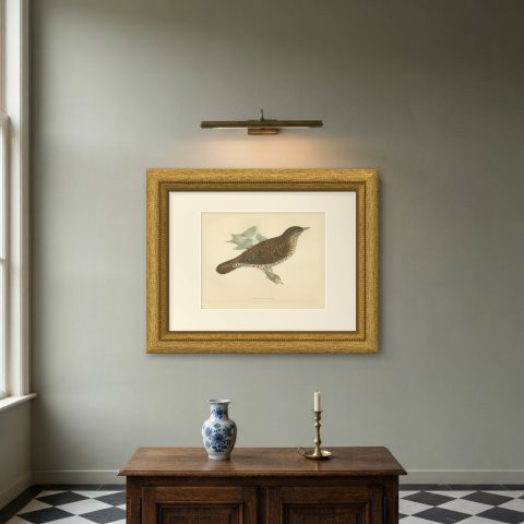 White's Thrush with Scalloped Plumage, Hand Colored Print, Morris, 1896, shown framed on a wall