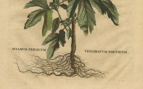 Botanical Illustration of Sesame Plant (Sesamum indicum) - Munting’s 1696 Herbal, close-up 2