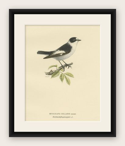Original Old Bird Print Depicting the White-Collared Flycatcher, 1927, shown framed