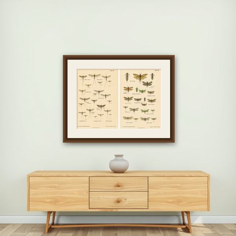 Set of Two Entomological Lithographs from Die Geradflügler, Germany, 1908, shown framed on a wall
