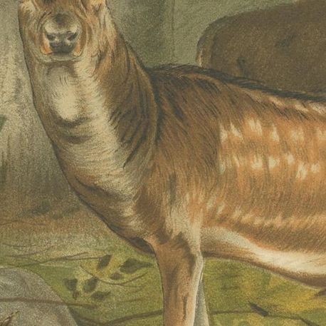 Fallow Deer, Antique European Wildlife Chromolithograph, 1894, close-up 2