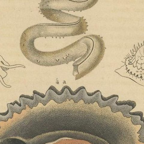 Marine Mollusk Diversity: Sponges, Abalones, Limpets, and Chitons, 1845, close-up 4