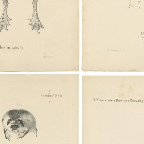 Frog Species of Mozambique: An Antique Naturalist's Journey, close-up 2