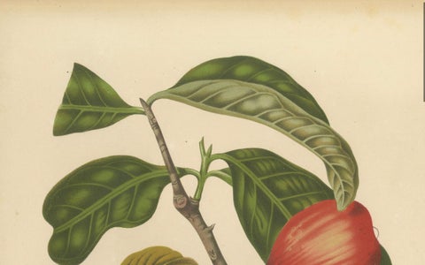 Antique Wax Apple Fruit Botanical Chromolithograph by Hoola van Nooten, c. 1880, close-up 6