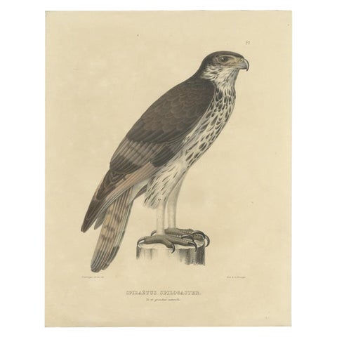 Antique Bird Print of the African Hawk-Eagle, c.1850