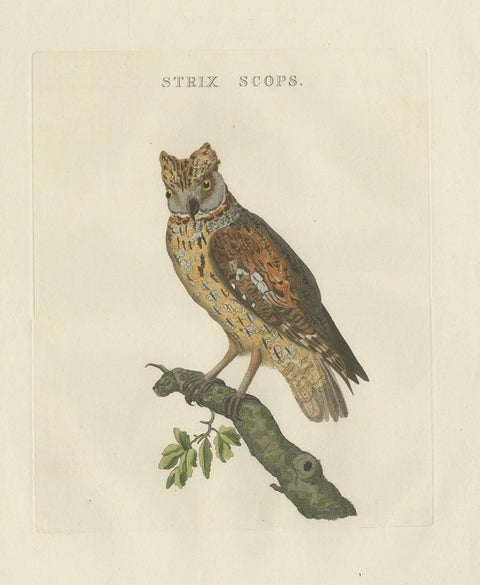 Eurasian Scops Owl Print, Antique Dutch Ornithology by Sepp & Nozeman, c.1770, view 2