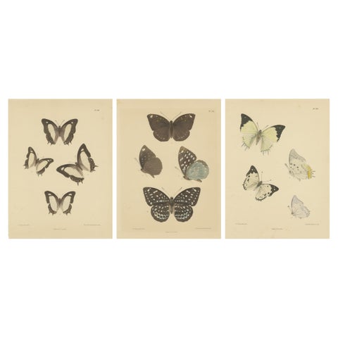 Victorian Butterfly Treasures: Captivating Hand-Colored Lithographs, 1878