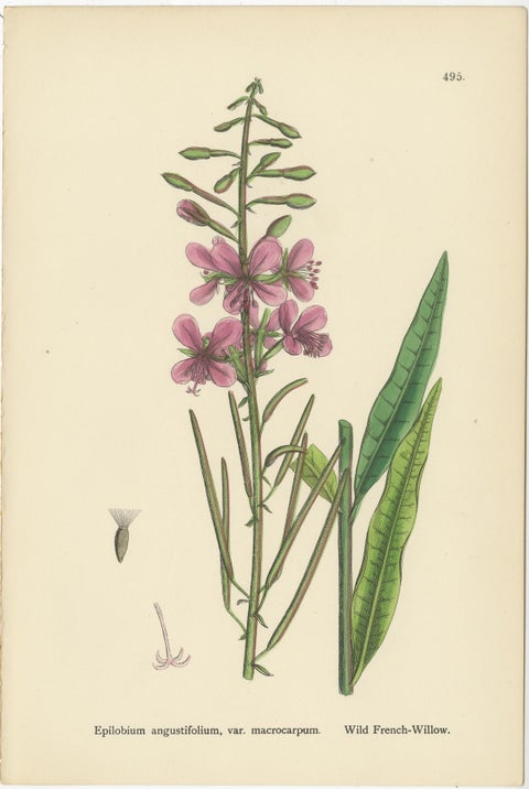 Hand-Colored Botanical Engravings of French-Willow Species, 1902, view 3