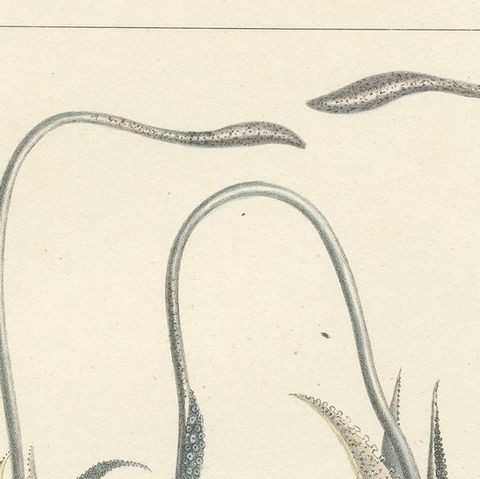 Antique Print of Sepia Bertheloti or the African Cuttlefish, 1845, close-up 1