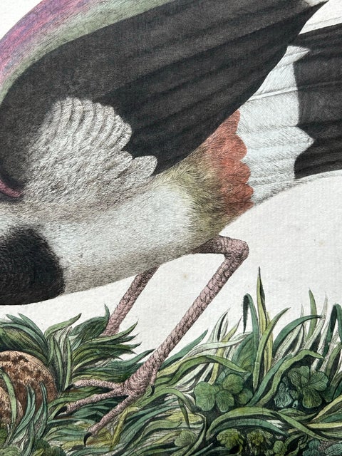 Northern Lapwing, Gavia vulgaris, Tringa vanellus, Nozeman & Sepp, 1770–1829, view 10
