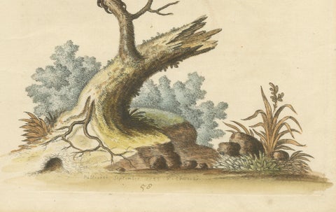 The Black Indian from George Edwards' A Natural History of Uncommon Birds (1743), close-up 2