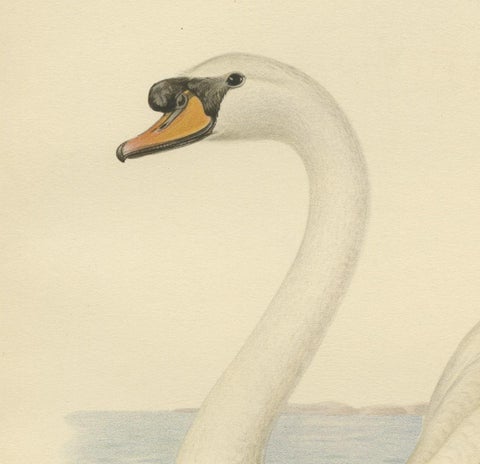 Grace on the Water: The Mute Swan (Cygnus olor) in Repose, 1929, close-up 1