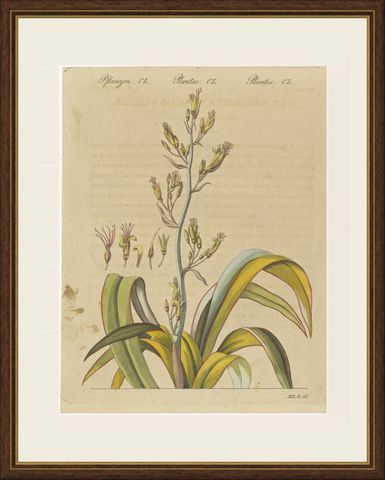 New Zealand Flax with Flower Details, Antique Bertuch Print, circa 1815, shown framed
