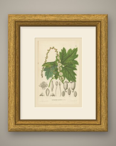 Pityrosperma Acerinum, Japanese Bugbane with Details, Plate VI, 1858, shown framed