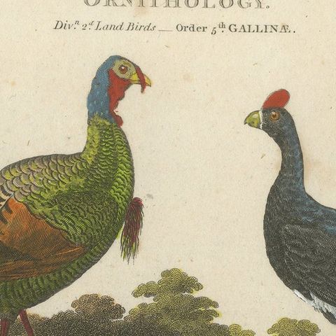 1811 Ornithology Gallinae Plate IV - Antique Poultry Print, close-up 5
