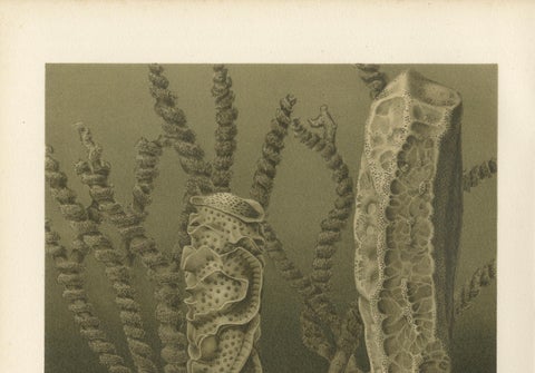 Glass Sponges, Deep-Sea Marine Life, Royal Natural History, 1896, close-up 2