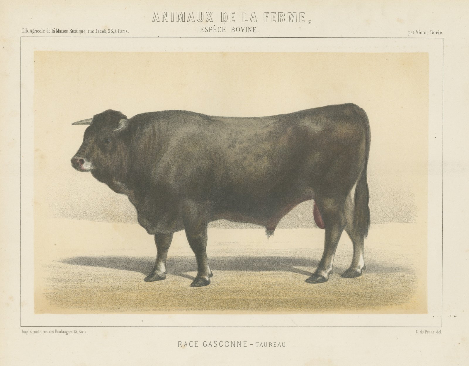 Gascon Bull, French Cattle Chromolithograph from Animaux de la Ferme, 1863