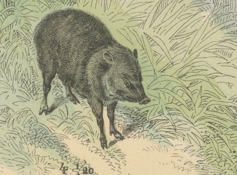 Large Mammals Print: Elephant, Rhino, Hippo & Tapir, Antique 1867, close-up 4