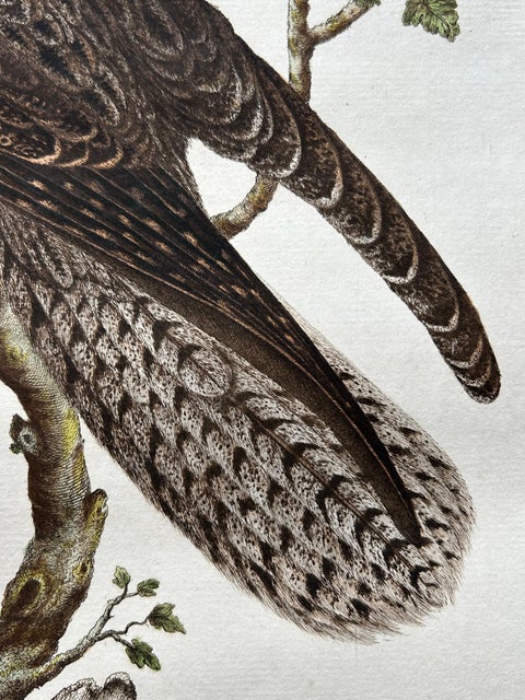 Antique Bird Print, Common Nightjar Caprimulgus by Nozeman & Sepp, 1770, view 6