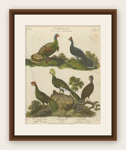 1811 Ornithology Gallinae Plate IV - Antique Poultry Print, shown framed