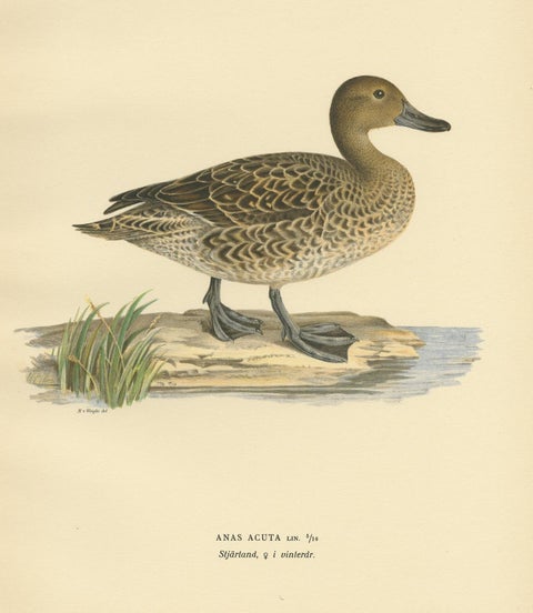 Antique Bird Print of a Female Northern Pintail by Von Wright, '1929', view 3