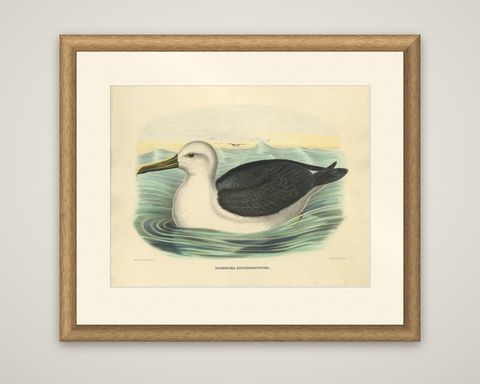 Antique Bird Print of a Yellow-Nosed Albatros Made After D.G. Elliot, 1869, shown framed