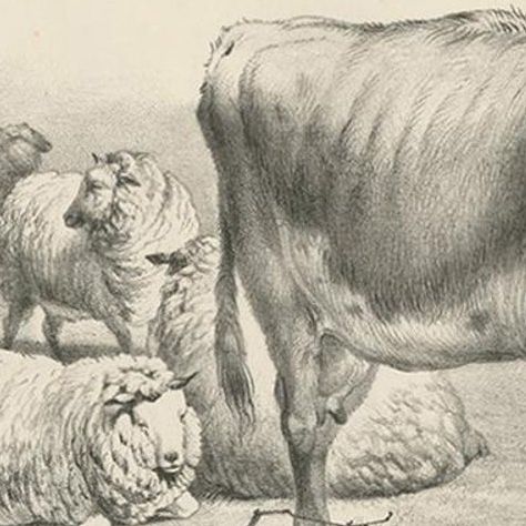 No. 11 Antique Print of Sheep and a Cow by Cooper '1839', close-up 1