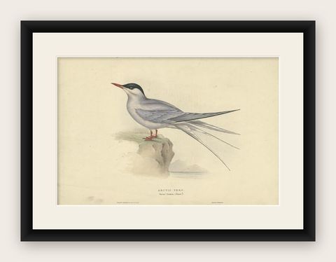 Antique Bird Print of the Arctic Tern by Gould, 1832, shown framed