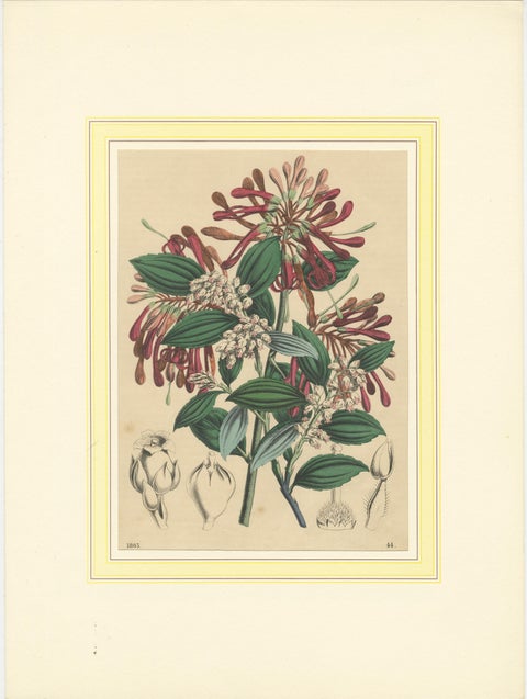 Set of Four Colorful Botanical Flower Prints from Book of Worlds, circa 1850, view 4