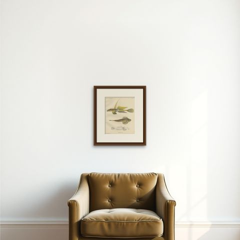 Common Dragonet - Graceful Hand-Coloured Scandinavian Fish Lithograph, 1895, shown framed on a wall