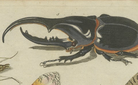Original Antique Print of Exotic Insects, Lanternfly and Mantis, c. 1790, close-up 5