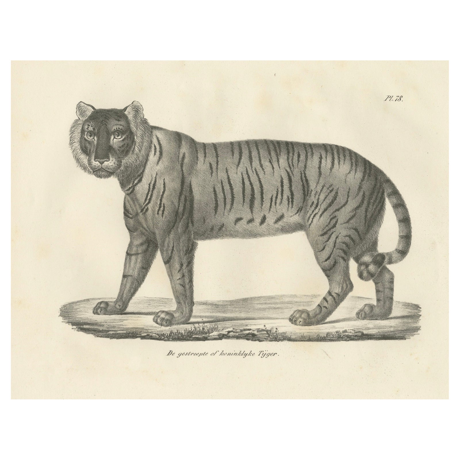 19th-Century Lithograph of the Majestic Striped or Royal Tiger