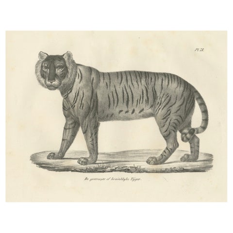 19th-Century Lithograph of the Majestic Striped or Royal Tiger