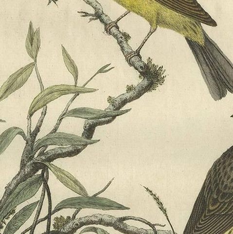 Antique Bird Print of the Yellowhammer by Sepp & Nozeman, 1789, close-up 1