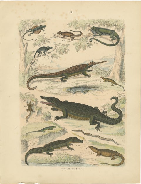 Crocodiles, Lizards & Reptiles Print: Alligator, Monitor, Iguana, Antique 1867, view 2
