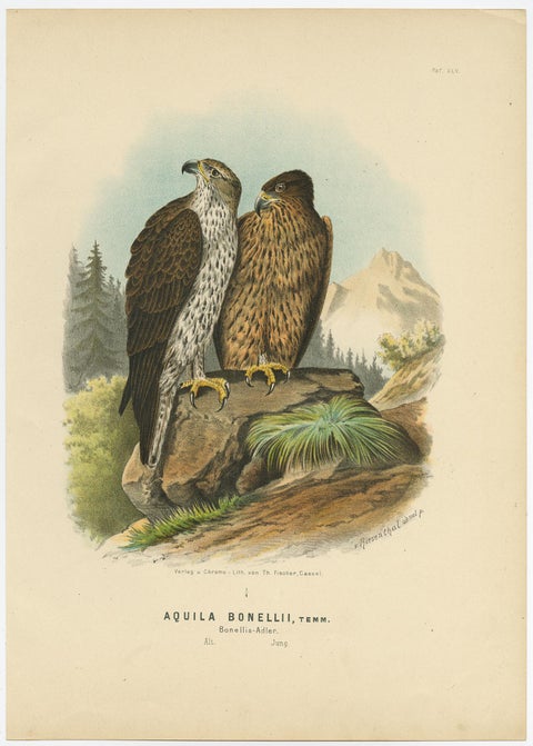 Eagles Prints, Antique Set of Three, Raptors & Ornithology Wall Art, 1894, view 2