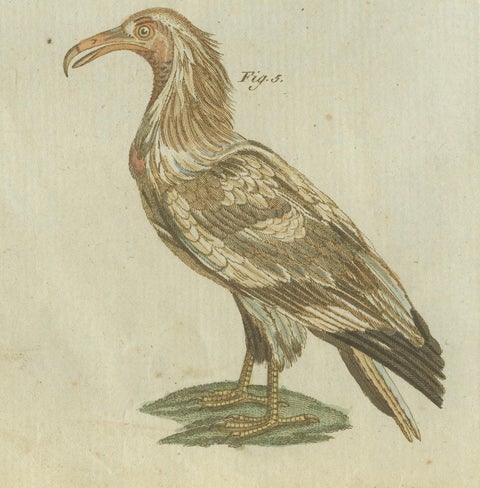 Majestic Scavengers: Hand-Colored Engraving of Vultures and Birds of Prey, 1805, close-up 1