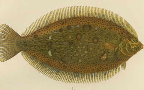 Flounder, Common Sole and Dab - Stunning Scandinavian Flatfish Lithograph, 1895, close-up 4