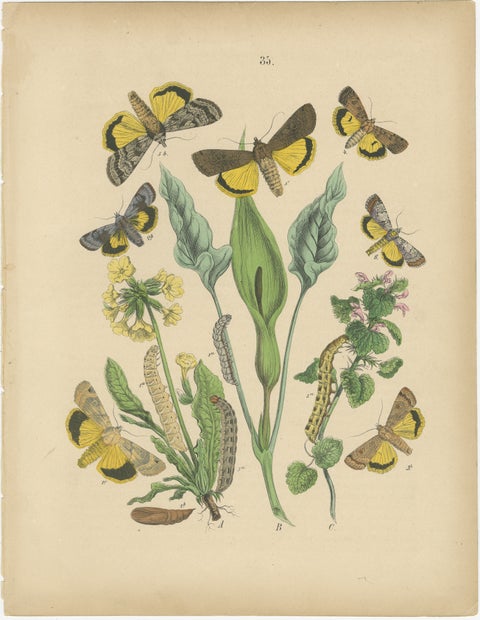Owl Moths: Lover's Knot and Heart and Dart Lithograph by Kirby, 1882, view 2