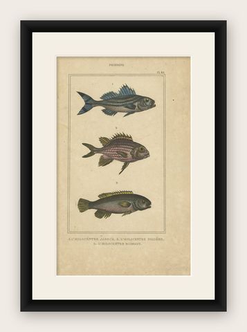 Antique Print of the Crowned Squirrelfish and Other Fish Species, 1844, shown framed