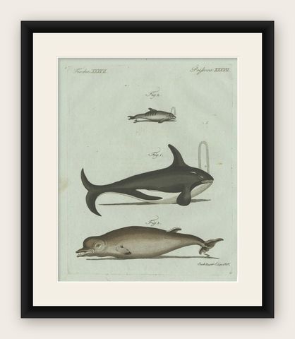 Original Antique Print of Orca, Whale and Dolphin by Bertuch, 1805, shown framed