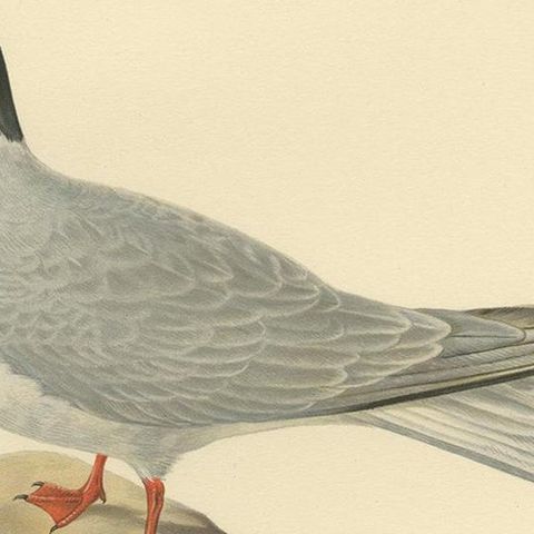 Antique Bird Print of the Common Tern 'summer' by Von Wright, 1929, close-up 2