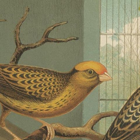 Antique Bird Print of the Lizard Canaries, Golden-Spangled and Others, close-up 1