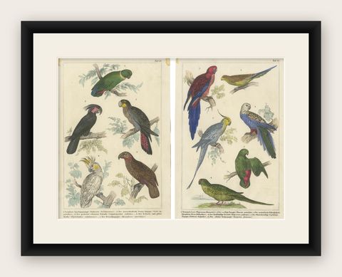 Set of 2 Antique Prints of Parrots, Lories and other Birds, shown framed