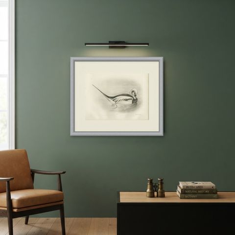 Long-Tailed Duck, Antique Bird Print after Lilian Medland, circa 1909, shown framed on a wall
