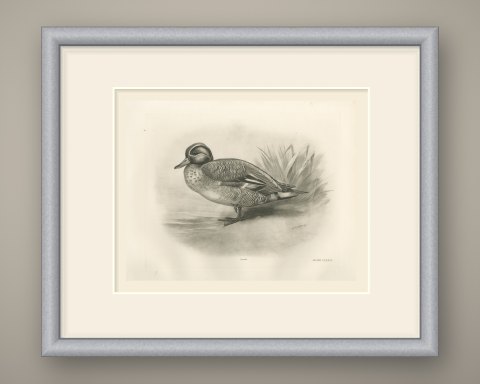 Teal Drake by the Reeds, Plate CLXXVI after Lilian Medland, c. 1909, shown framed