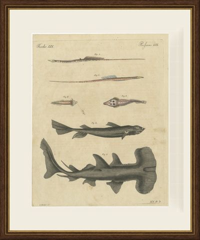 Hammerhead Shark with Pipefish and Sea Moths, Antique Bertuch Print, circa 1820, shown framed